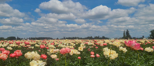 peony festival 2024